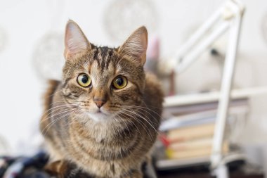 Kitap ve lamba zemininde akıllı gözlü özenli ve meraklı kedi yavrusu