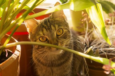 A kitten among flowers and plants in rays of bright sun