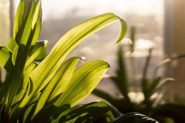 Grüne Blätter Von Gartenpflanzen Heimischen Fenster Sonnigen Heißen Tagen — Stockfoto