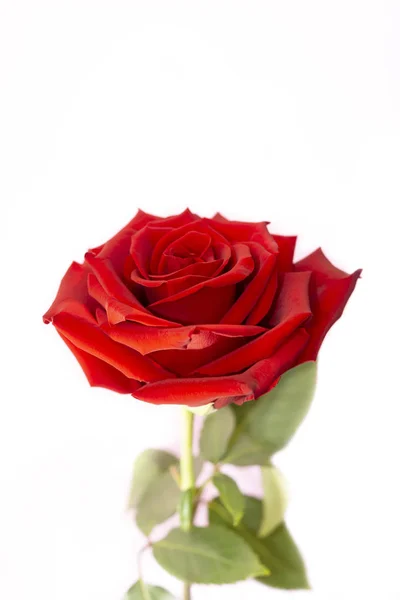 One Red Rose Flower White Vertical — Stock Photo, Image