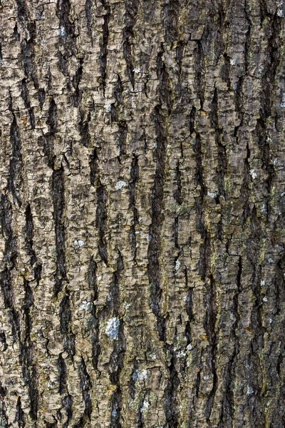 Textura Áspera Corteza Del Árbol Luz Natural Fondo Vertical — Foto de Stock