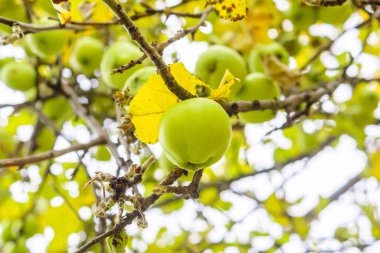 Sonbaharda elma ağacındaki doğal sağlıklı elmalar