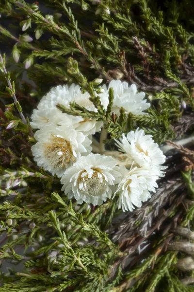 枯干的小白花和野生森林植物 — 图库照片