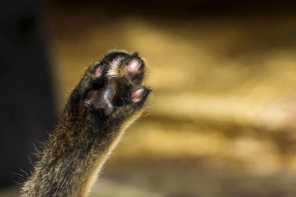 シャギー猫の足は日当たりの良いボケの家の背景に広がっています — ストック写真