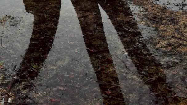 春风中水坑中杨树树干颤动的反射 — 图库视频影像