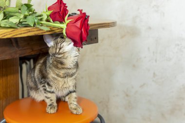 Taburedeki kedi yavrusu masadaki kırmızı gülleri kokluyor.