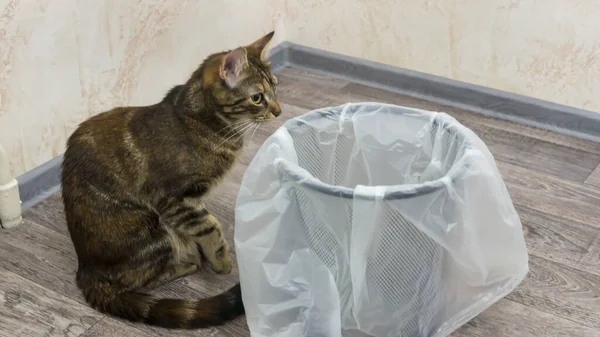 Young Kitty Sits Neat Garbage Bin Fresh Trash Bag Indoors — Stock Photo, Image