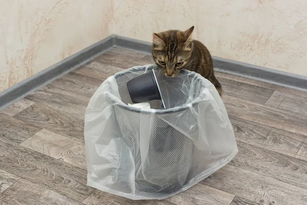 Gatito Comprueba Papelera Con Una Basura — Foto de Stock