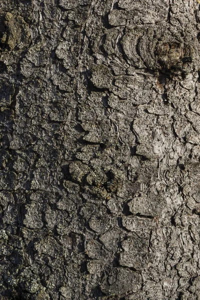 Bark Texture Background Old Fir Tree Trunk — Stock Photo, Image