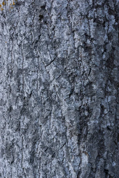 Schöne Raue Rindenstruktur Und Hintergrund Eines Alten Baumstammes — Stockfoto