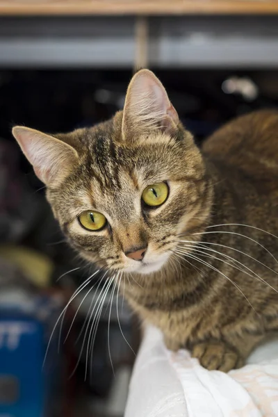 好奇心で美しい大きな目の猫の外観 垂直画像 — ストック写真