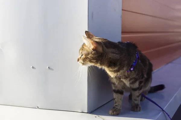 Försiktigt Hon Katt Kikar Från Bakom Vägg Solig Dag — Stockfoto