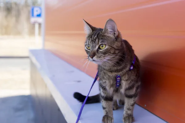 Cauta Lei Gatto Una Passeggiata All Aperto Intorno Casa Edificio — Foto Stock