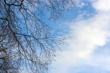 Mavi gökyüzü arka planında bahar günü bulutlar ve ağaç dalları