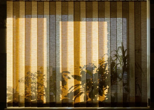 Shadows Flowers Blind Curtains Warm Sunset Light Background — Stock Photo, Image