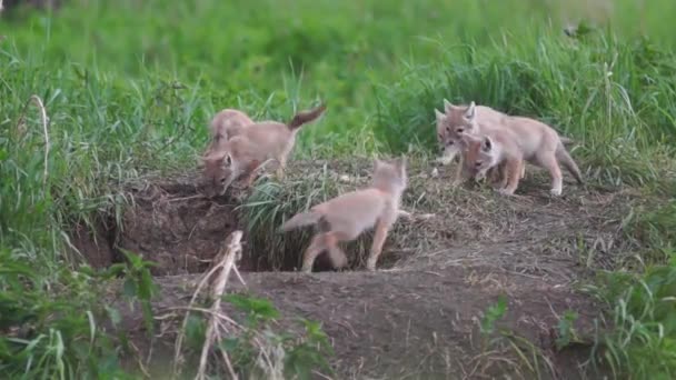 Keluarga Rubah Makan Dan Bermain Dekat Liang Mereka — Stok Video