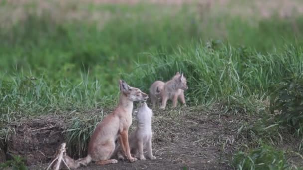 Une Famille Renards Mangeant Jouant Près Leurs Terriers — Video