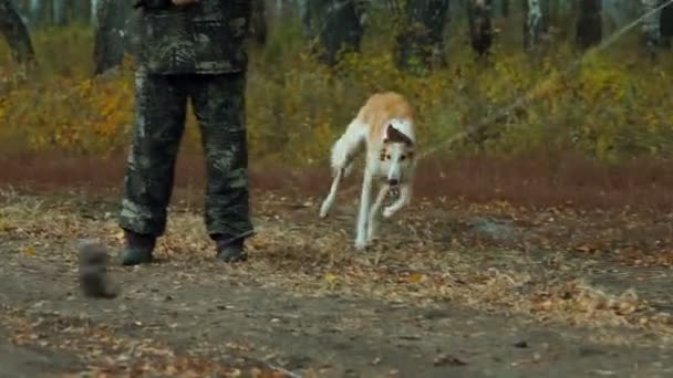 Russischer Windhund fängt den Köder — Stockvideo