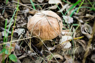 ormanda beyaz mantar