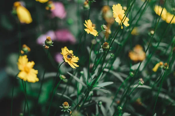 Květiny Včely Zahradě — Stock fotografie