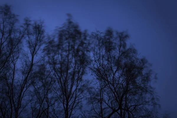 Wiatr Drzew Noc — Zdjęcie stockowe