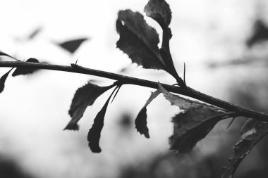 Dalları ile dikenleri siyah ve beyaz