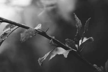 Dalları ile dikenleri siyah ve beyaz