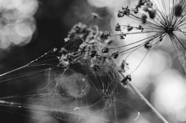 Örümcek ağları üzerinde çiçekler