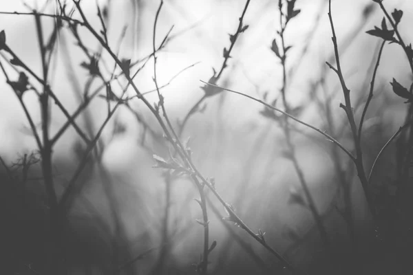 Botões Primavera Preto Branco — Fotografia de Stock
