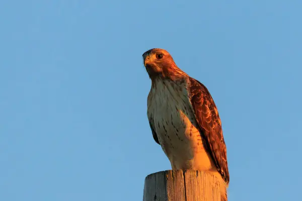 Falcão de cauda vermelha — Fotografia de Stock