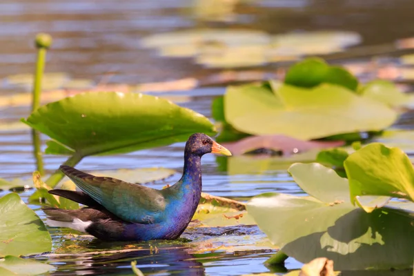 Gallinule Roxo Macho Pulando Lilypad Para Lillypad Tentando Pegar Seu — Fotografia de Stock