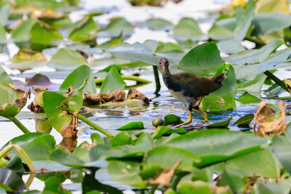 Spaziergang auf dem Wasser — Stockfoto