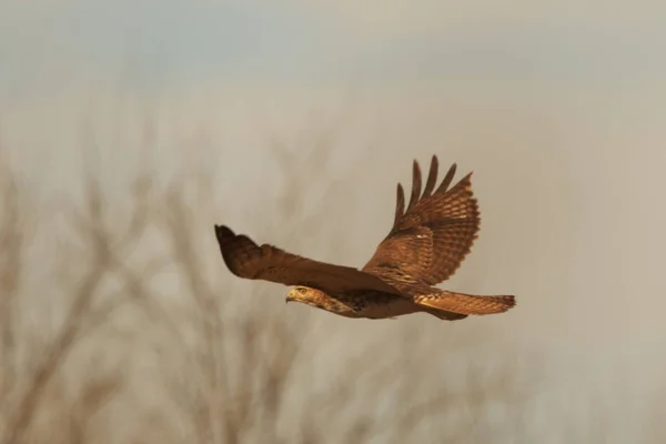 Červené tailed hawk — Stock fotografie