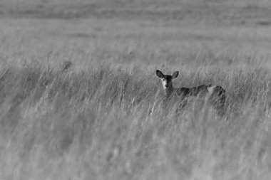 Beyaz kuyruklu geyik