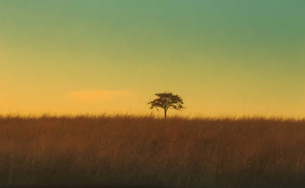 Lonely Tree — Stock Photo, Image