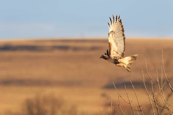 Red Tailed Hawk — Stockfoto