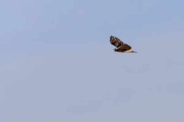 En el viento — Foto de Stock