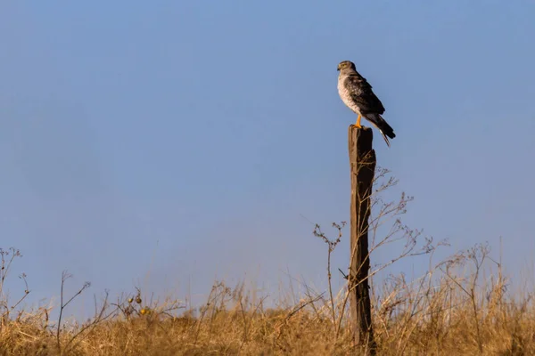 Bir dakika — Stok fotoğraf