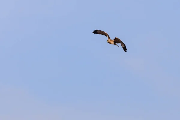 Vuelo del Harring — Foto de Stock