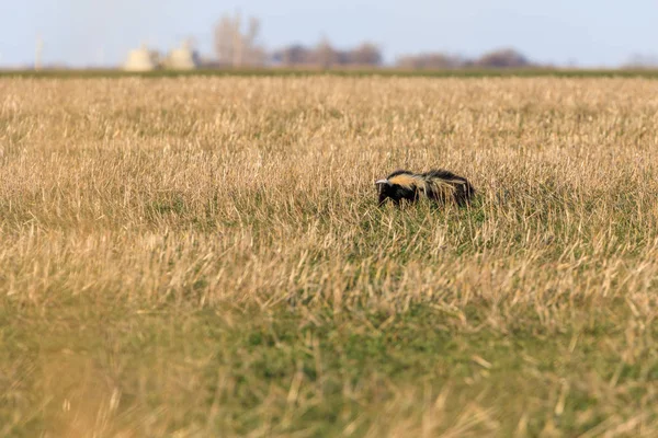 Le Pew — Stok fotoğraf