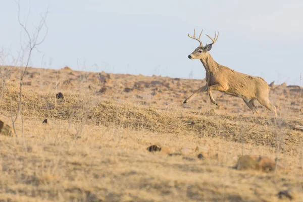 Buck en la carrera — Foto de Stock