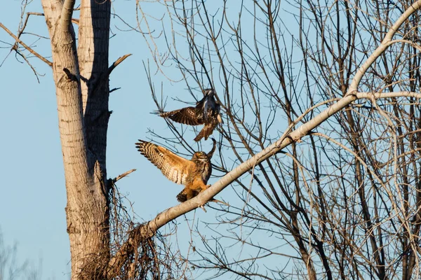 Red Tailed Hawk Makes Attempt Steal Hunting Perch Ocupied Great — Stok fotoğraf