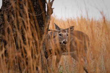 Beyaz kuyruklu geyik