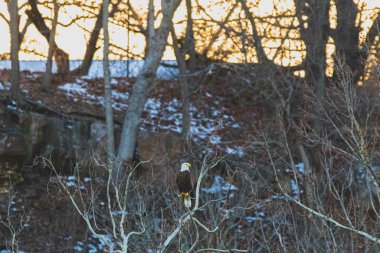 Bir Amerikan Kel Kartalı ağaçta oturmuş bir sonraki yemeğini bekliyor.