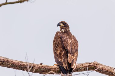 Bir grup Kartal Oklahoma suları boyunca balıkçılık yapan Yetişkin & Gençlerden oluşur.