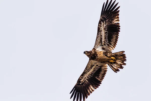 Μια Ομάδα Eagles Που Αποτελείται Από Ενηλίκων Ανηλίκων Αλιεία Κατά — Φωτογραφία Αρχείου