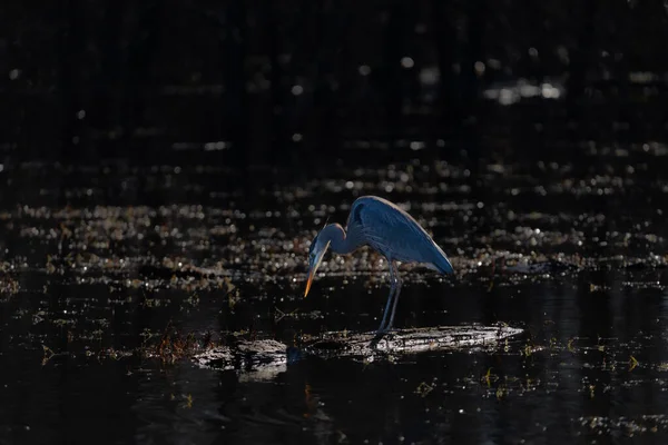 Ein Blaureiher Wartet Sehnsüchtig Auf Einen Vorbeifliegenden Fisch Der Auf — Stockfoto