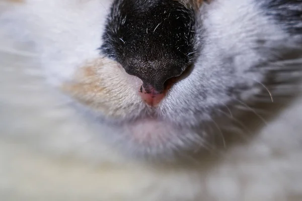 附近一只美丽斑点的猫的鼻子 — 图库照片