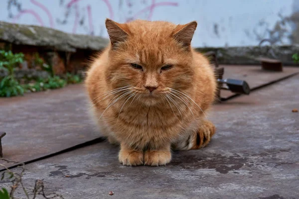 Sokakta evsiz kedi sevgi bir adam al ve ye — Stok fotoğraf