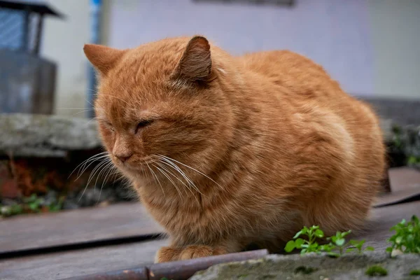 Sokakta evsiz kedi sevgi bir adam al ve ye — Stok fotoğraf